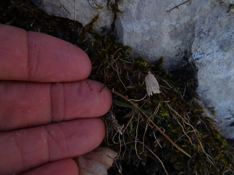 probabile: Agonopterix sp. - Elachistidae